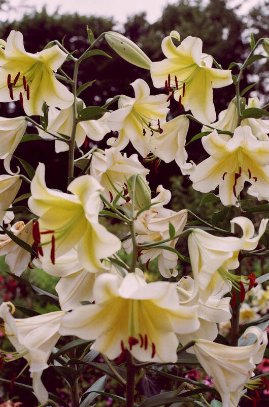 Bunny Williams, Neptune Papers