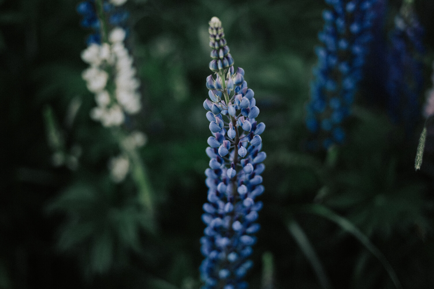Swiss Alps, Above the Sky