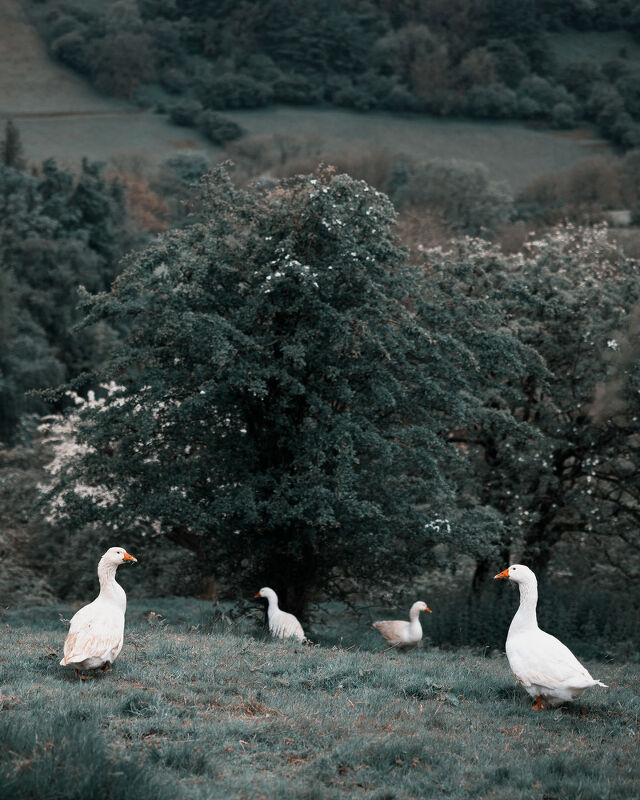 Audi, Cream of the Crop