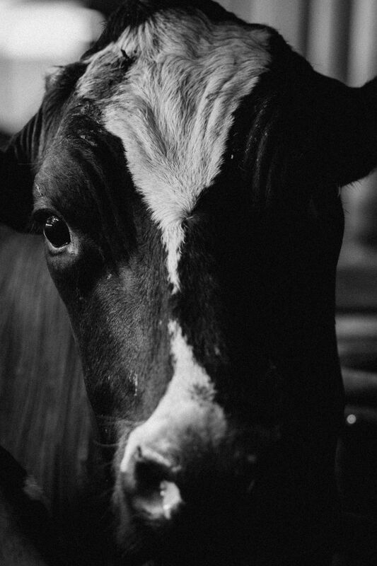 Audi, Cream of the Crop