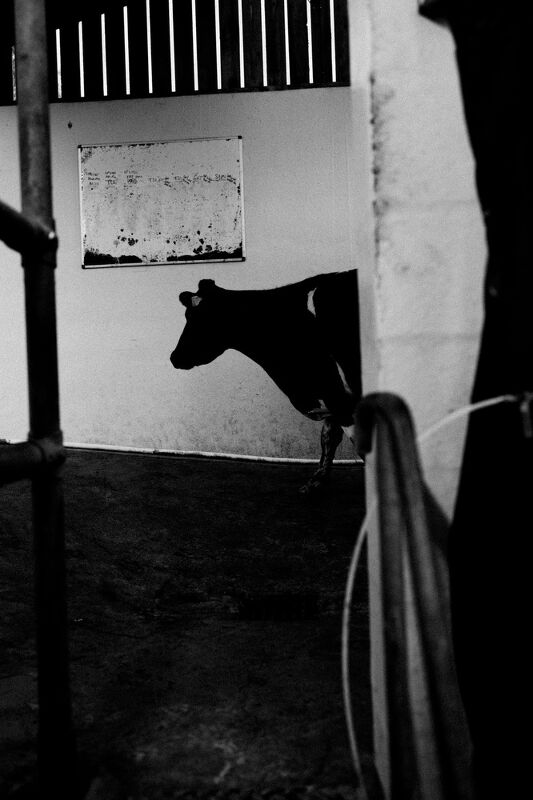 Audi, Cream of the Crop