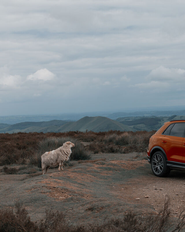 Audi, Cream of the Crop