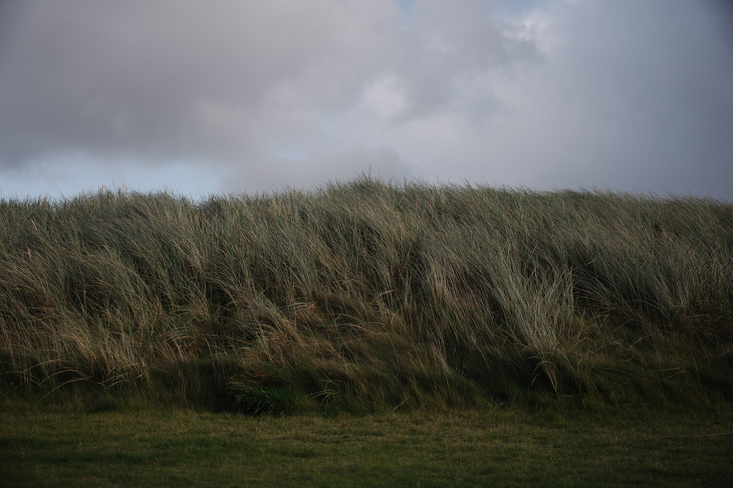 Lagavulin, The New York Times