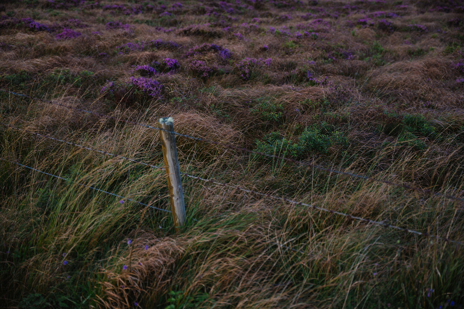 Lagavulin, The New York Times