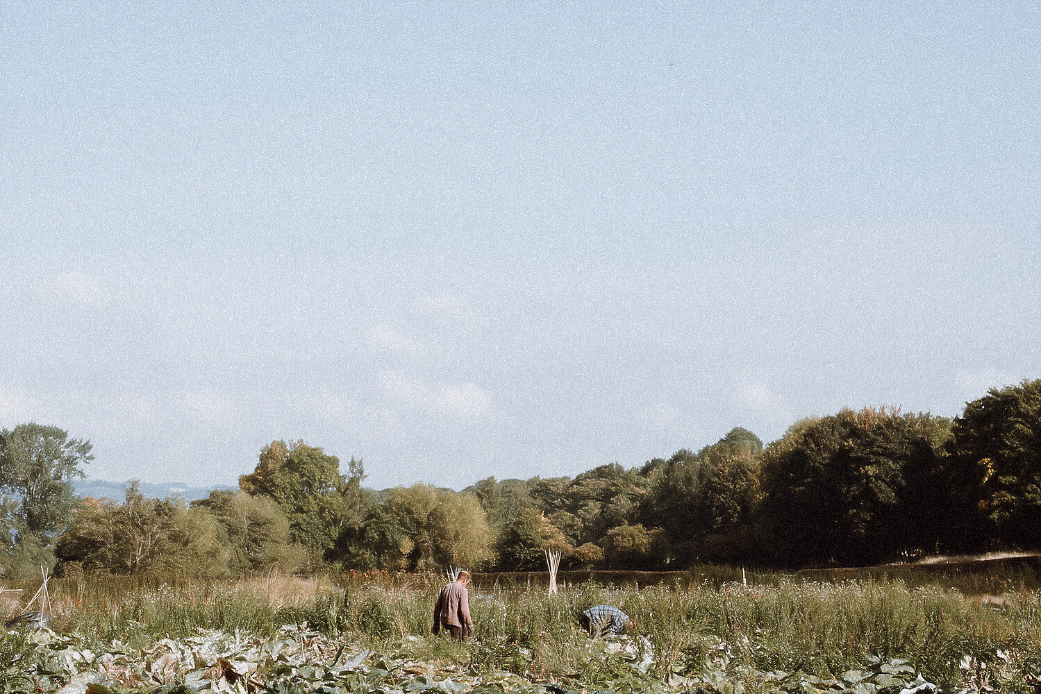 Pumpkin Harvest