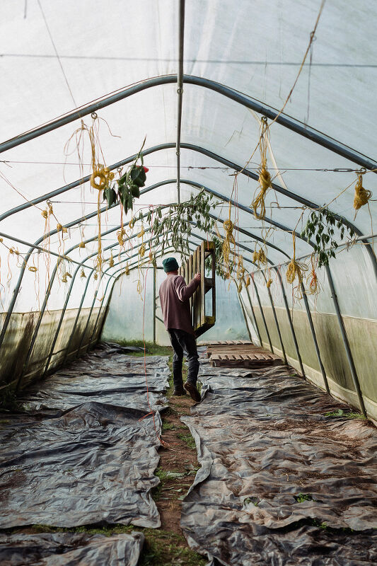 Pumpkin Harvest
