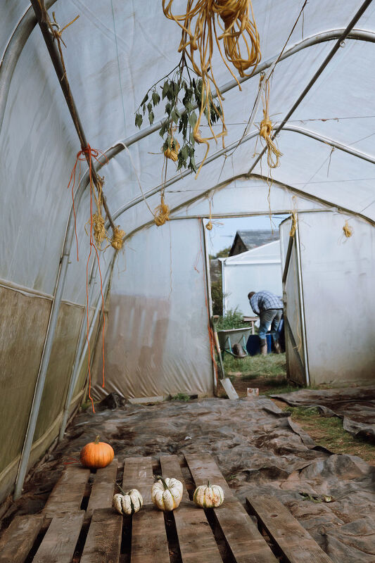 Pumpkin Harvest