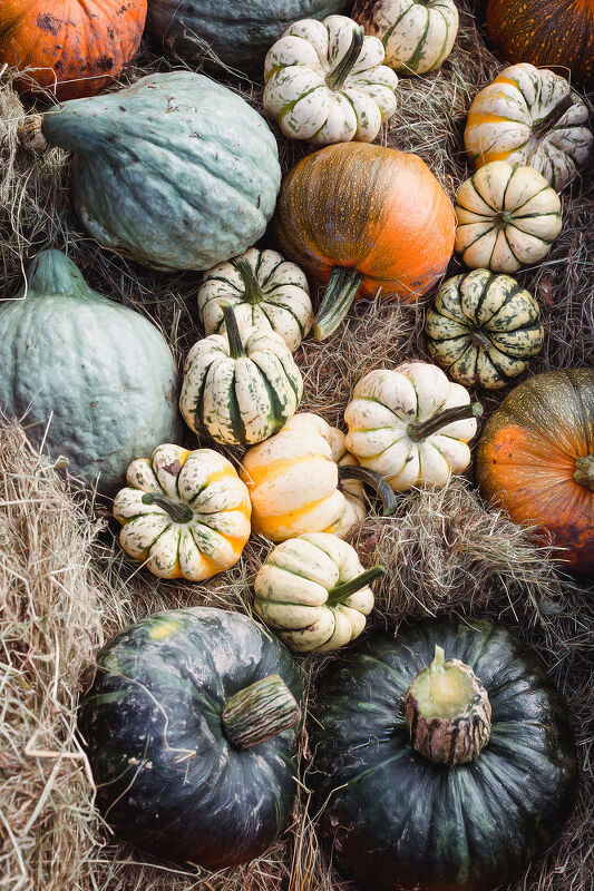 Pumpkin Harvest