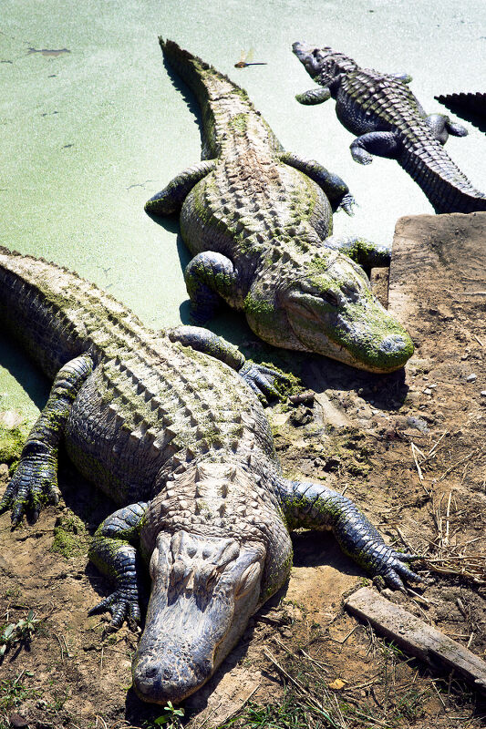 Travel & Leisure, Mississippi