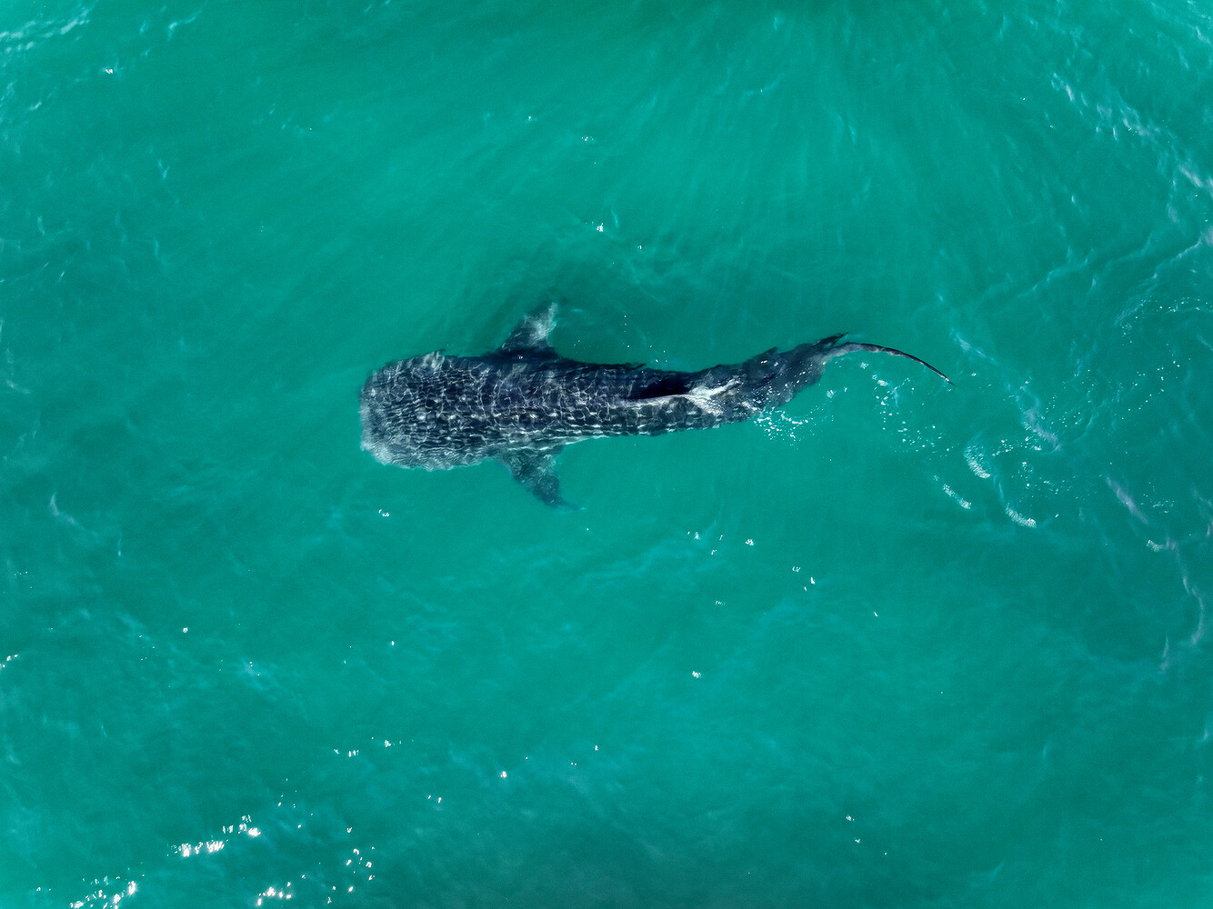 Prada x National Geographic