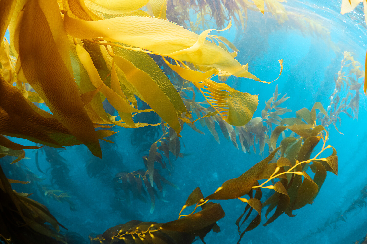 Prada x National Geographic