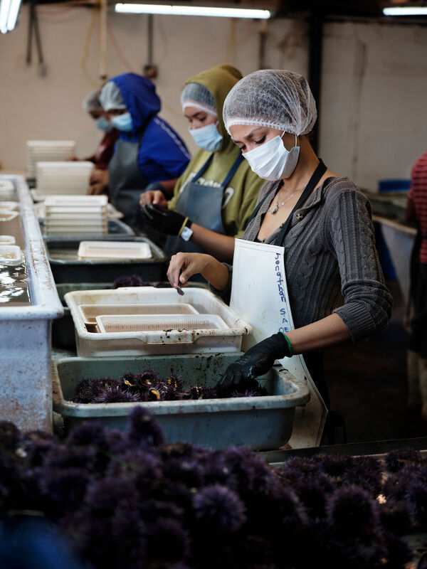 Prada x National Geographic