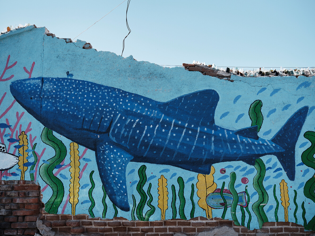 Prada x National Geographic