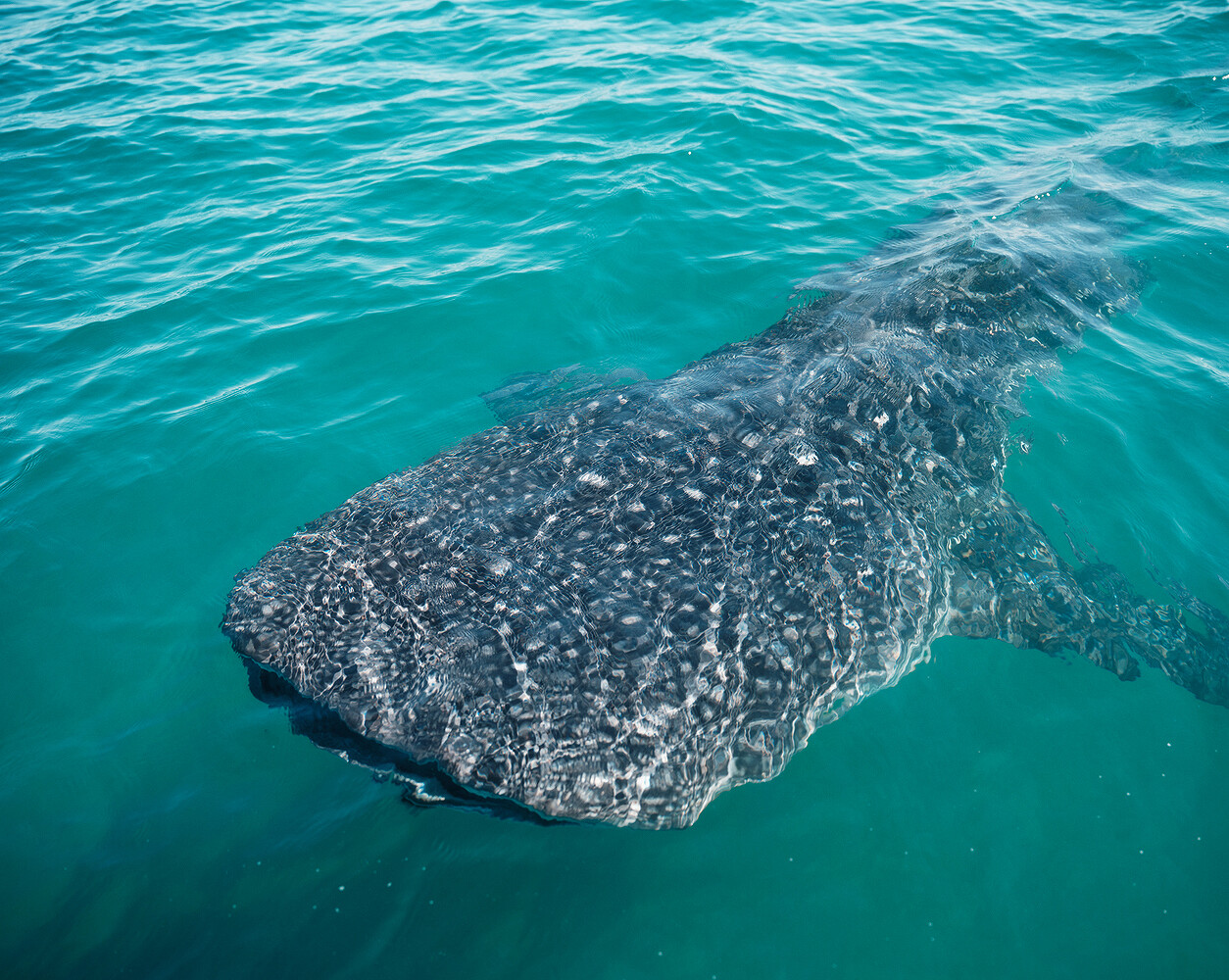 Prada x National Geographic