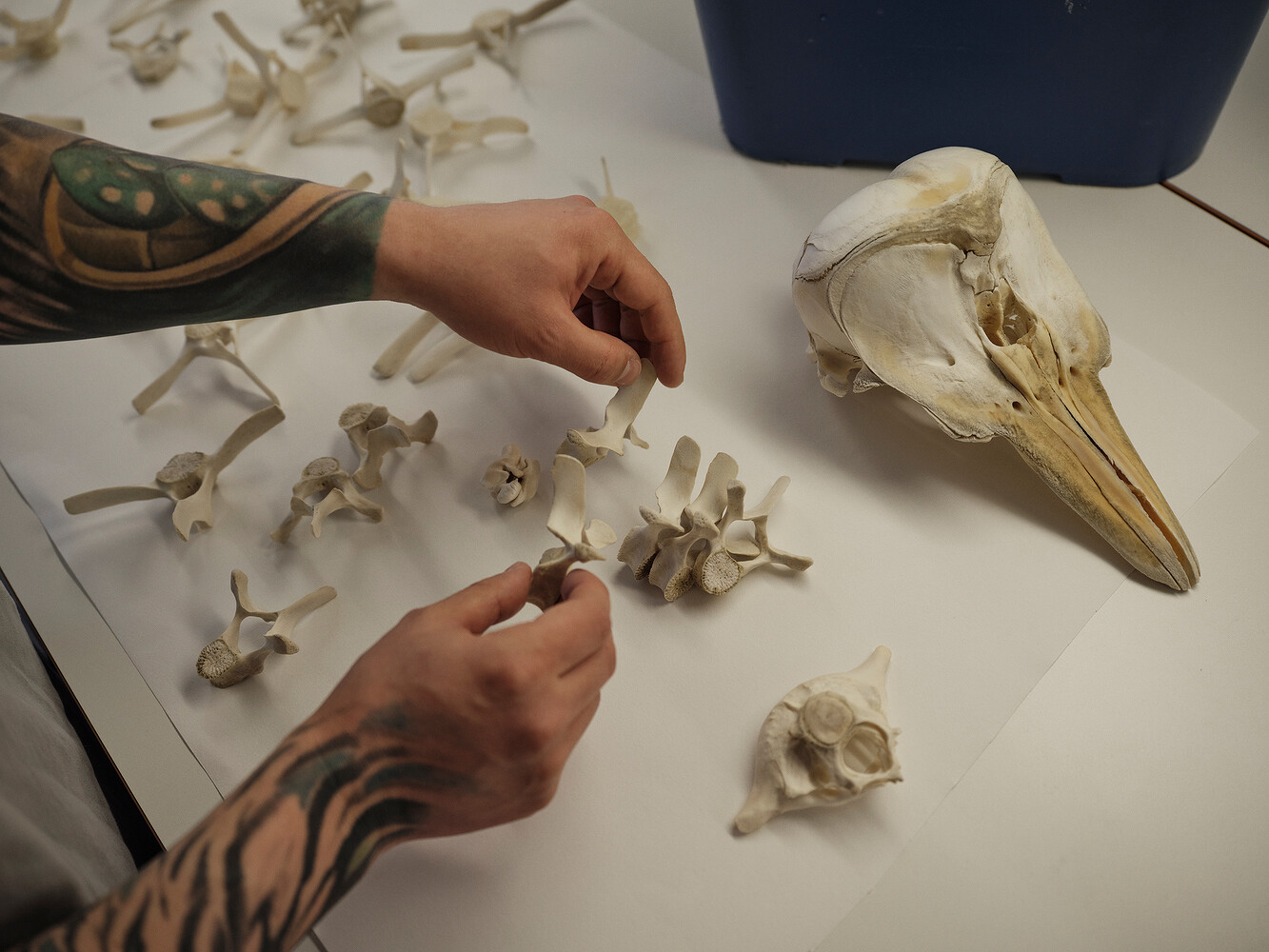 Prada x National Geographic