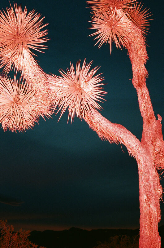 Photograph by Maureen M. Evans (left) and Leeor Wild (right)