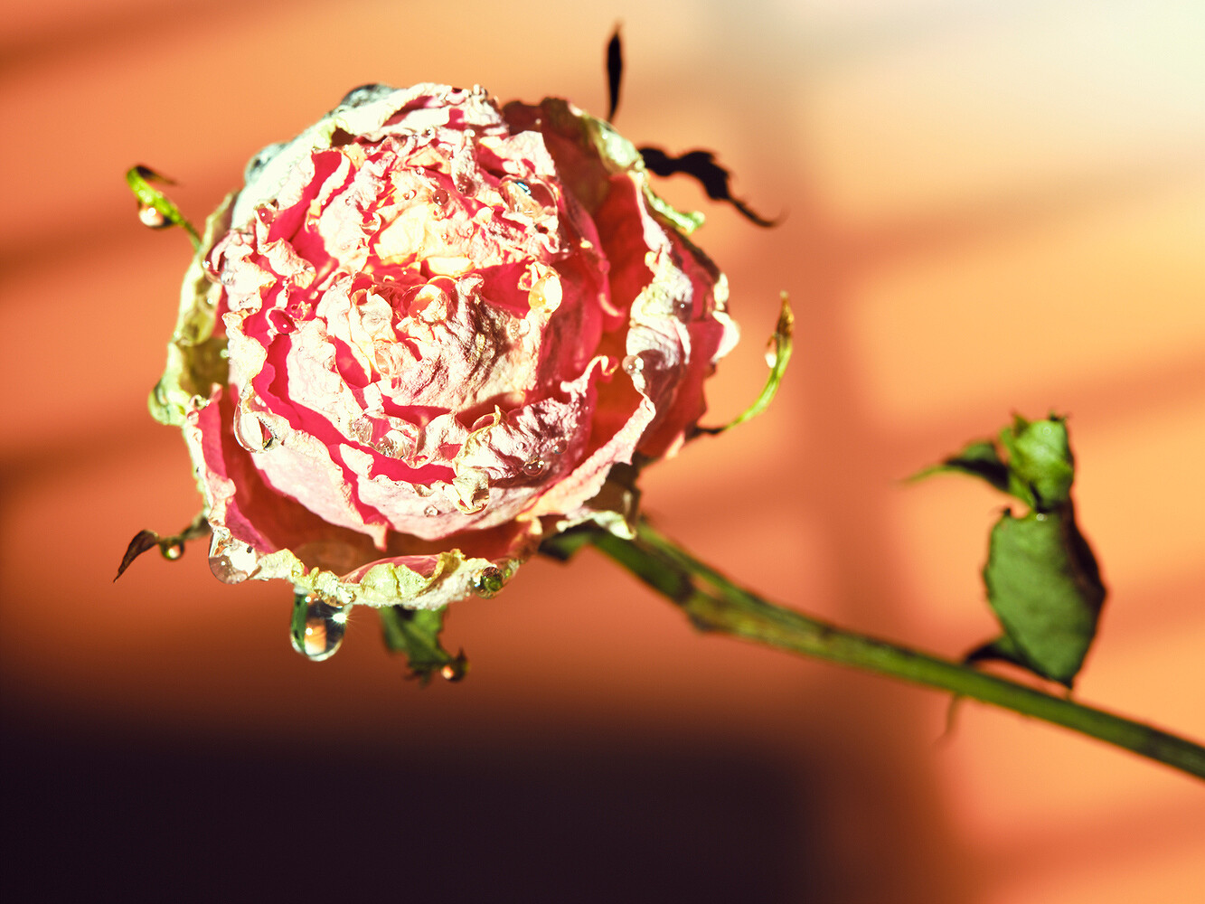 Studies & Transformations