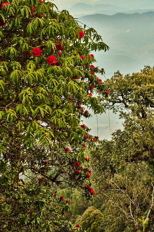 Financial Times HTSI, Shakti Prana