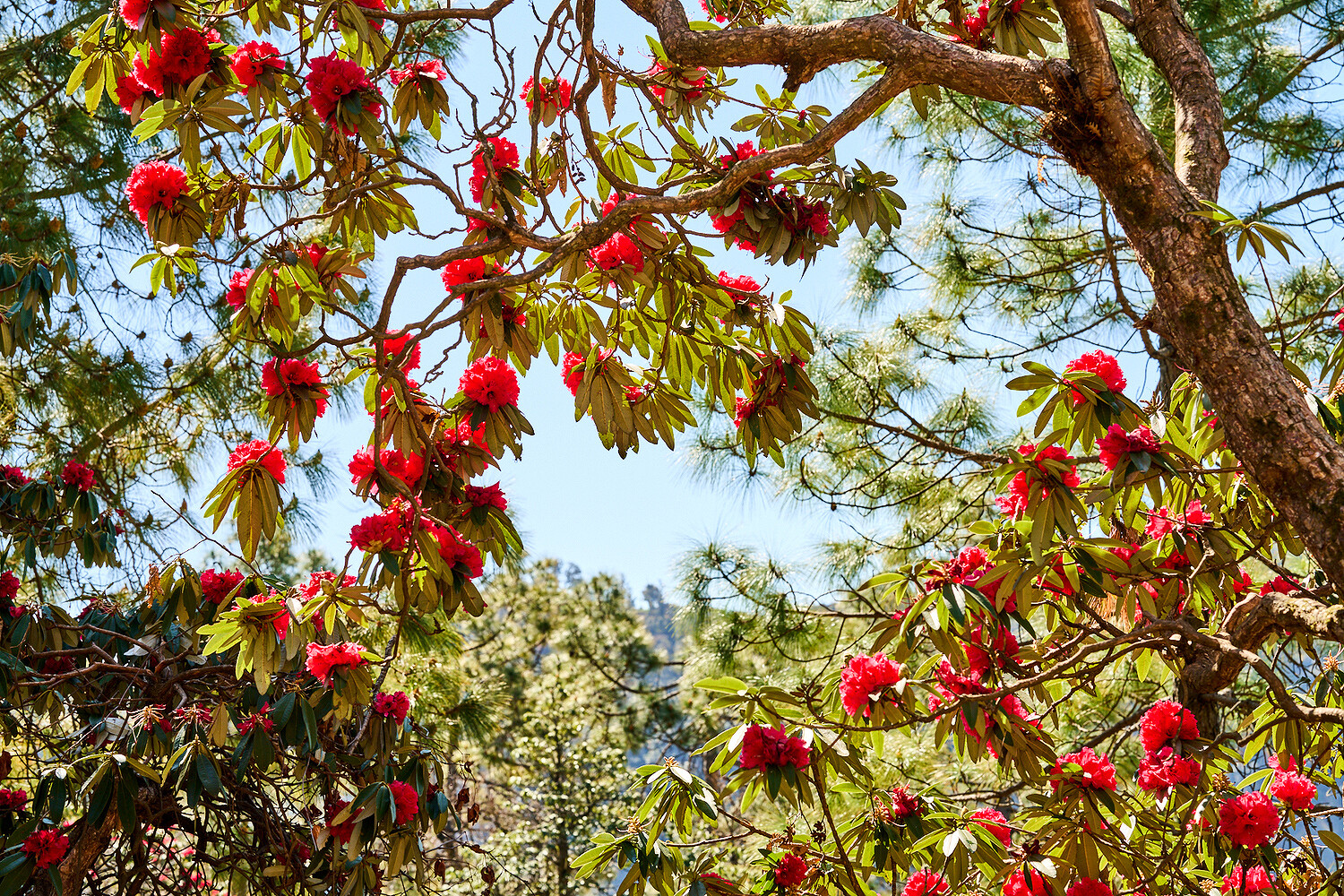 Financial Times HTSI, Shakti Prana