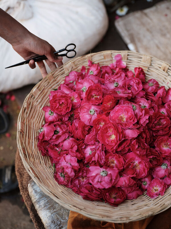 National Geographic x Bvlgari