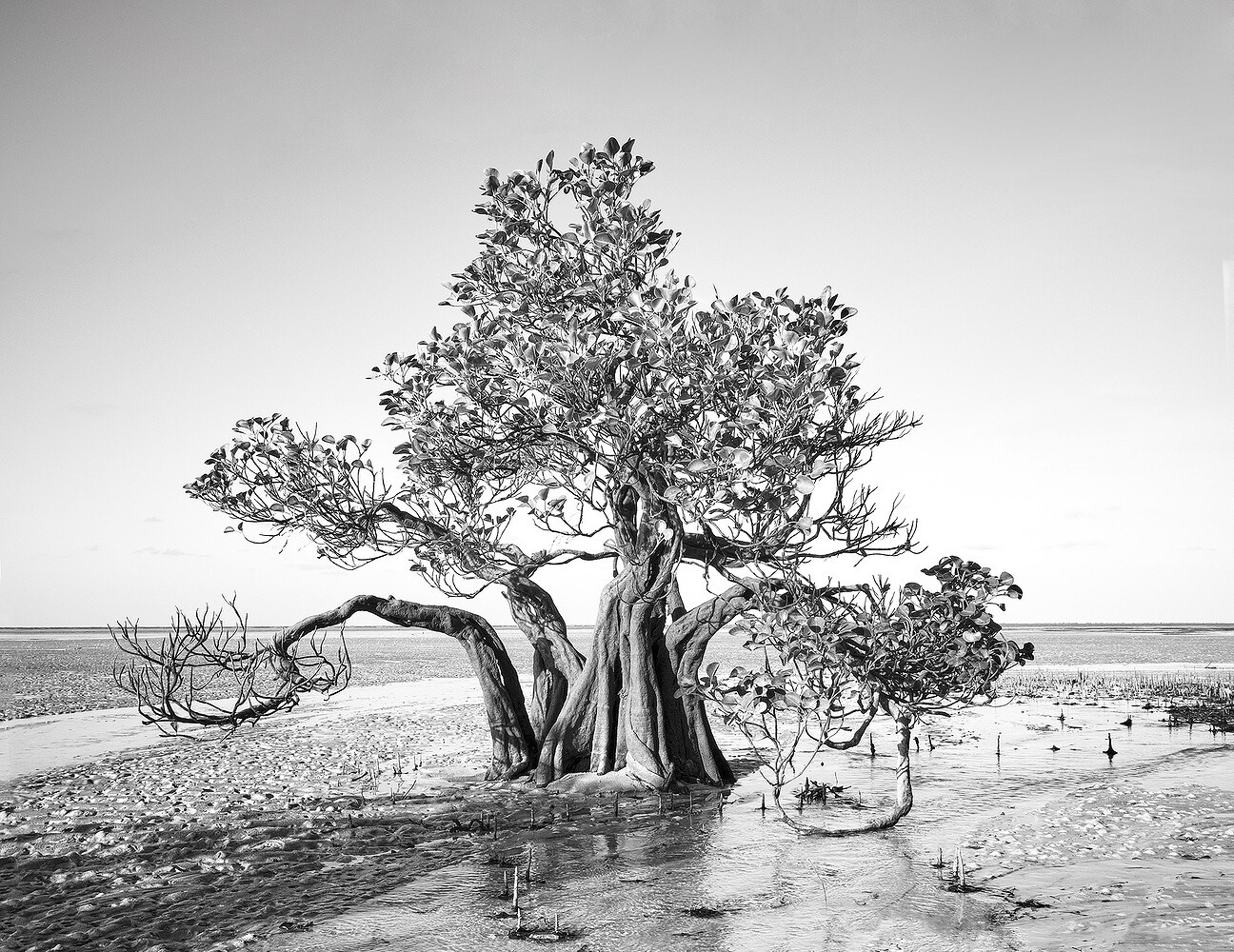 Dancing Trees, Sumba