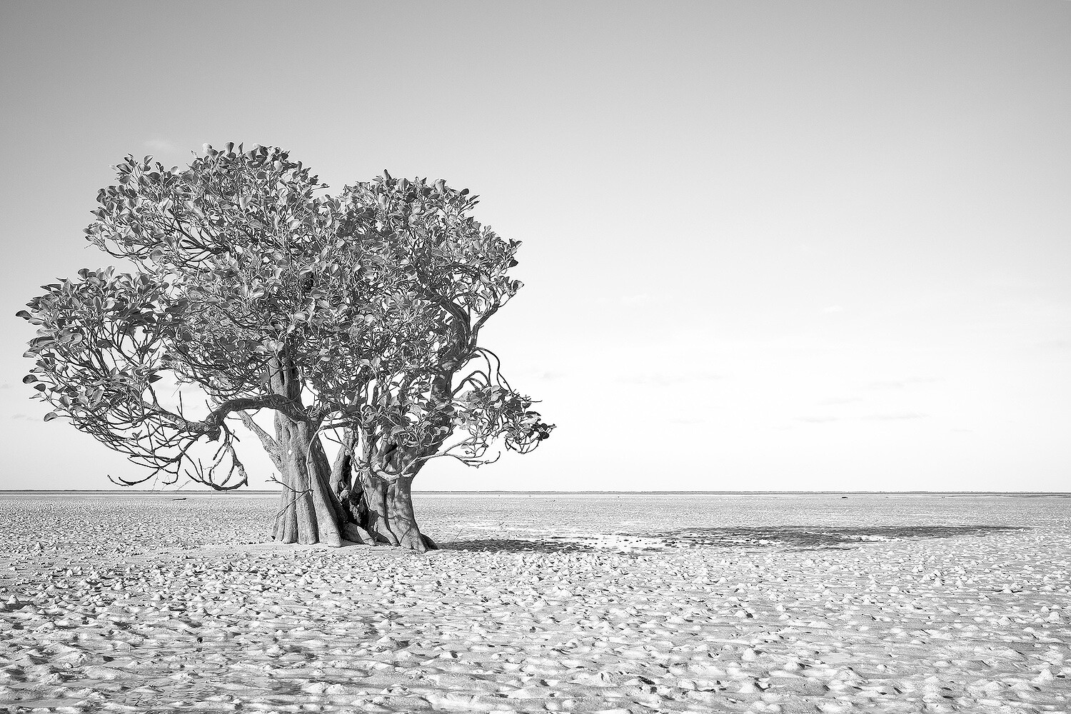 Dancing Trees, Sumba