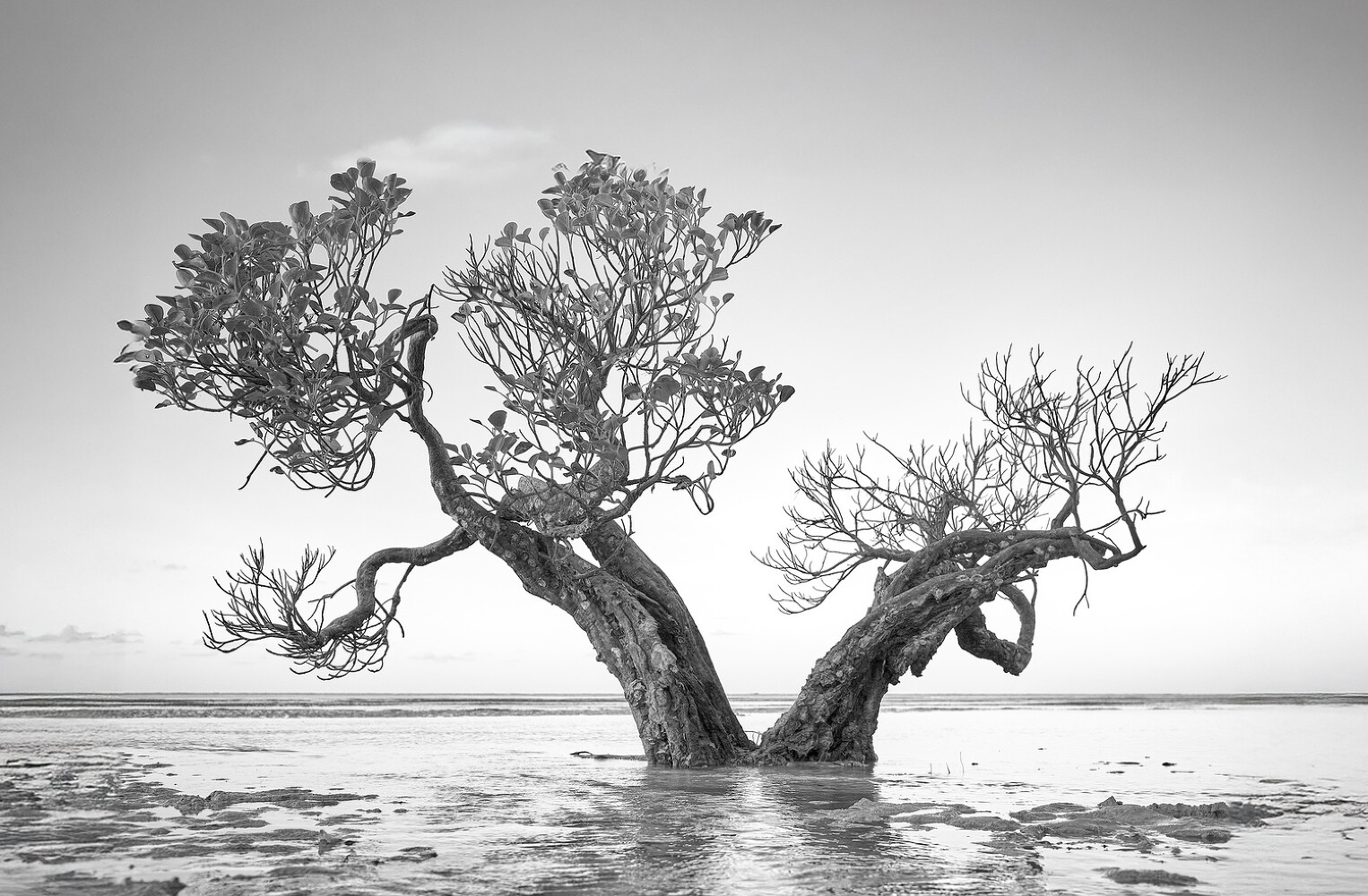 Dancing Trees, Sumba