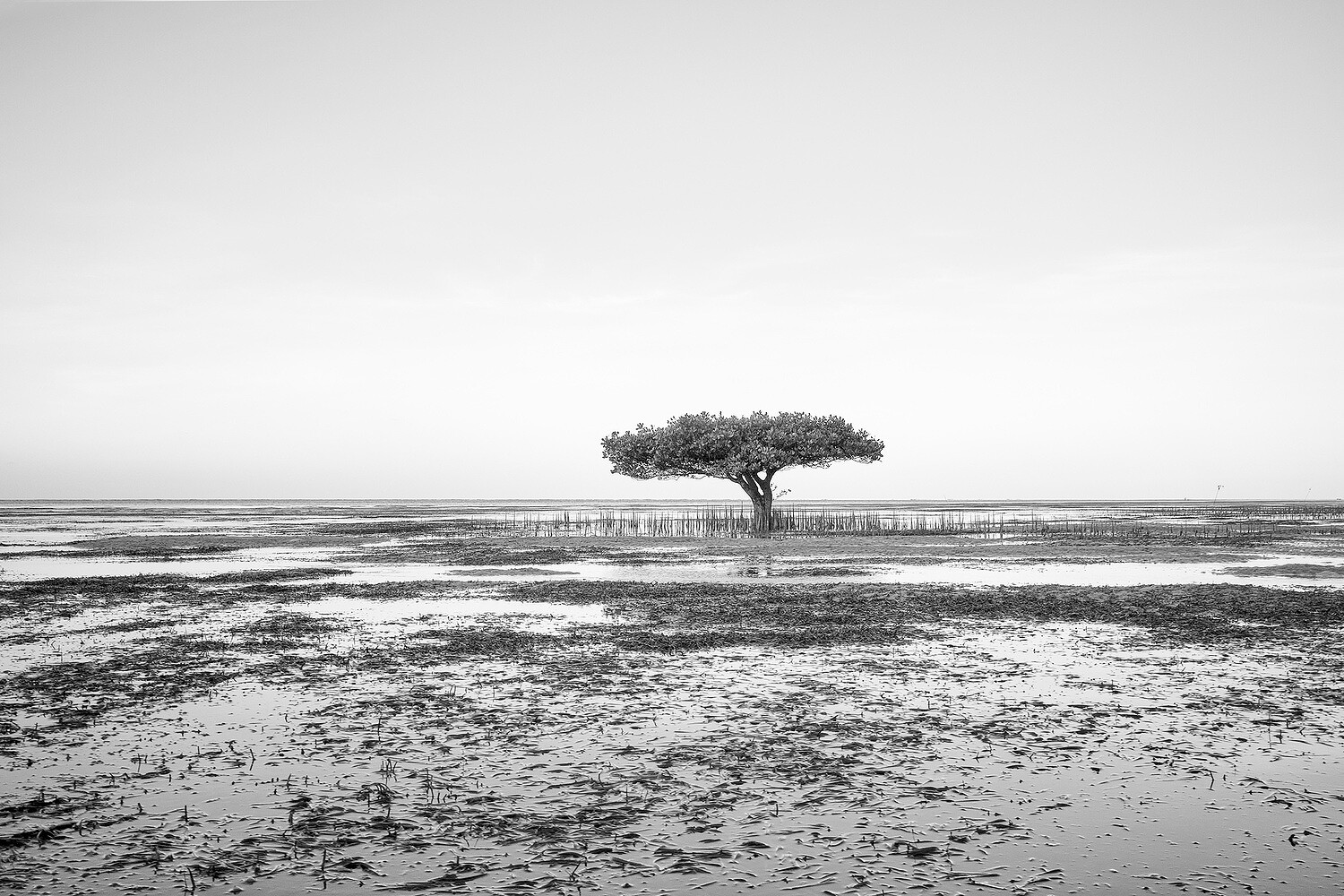 Dancing Trees, Sumba
