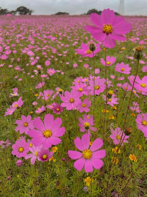 Diary, #ShotOniPhone