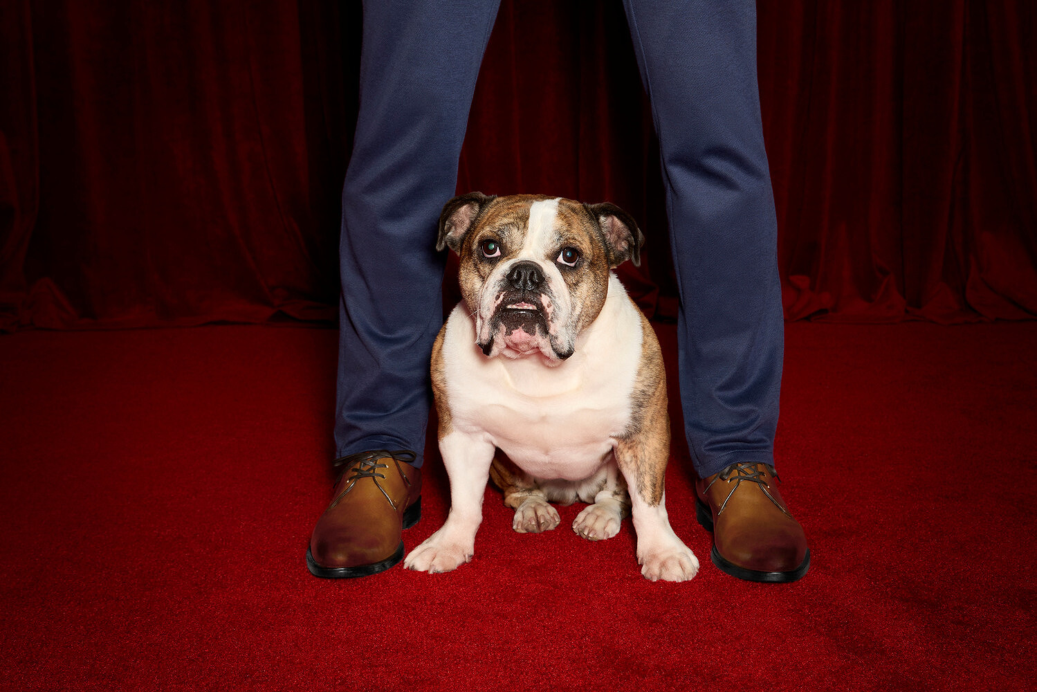 Johnston & Murphy x Westminster Kennel Club