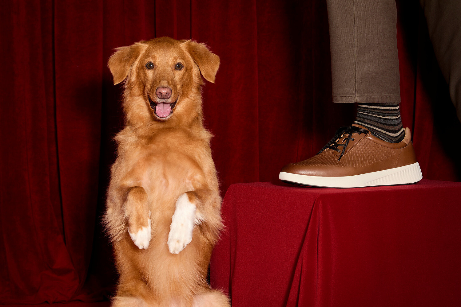 Johnston & Murphy x Westminster Kennel Club