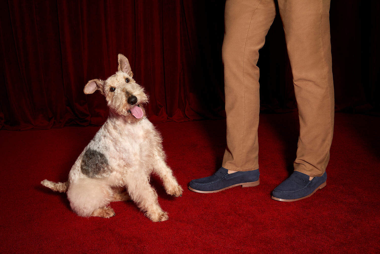 Johnston & Murphy x Westminster Kennel Club