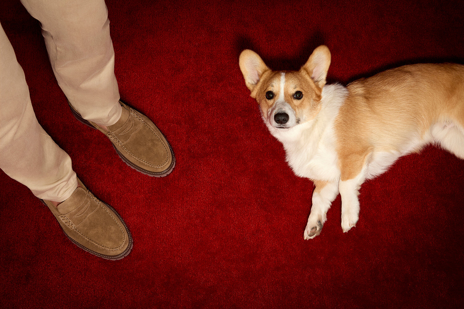 Johnston & Murphy x Westminster Kennel Club