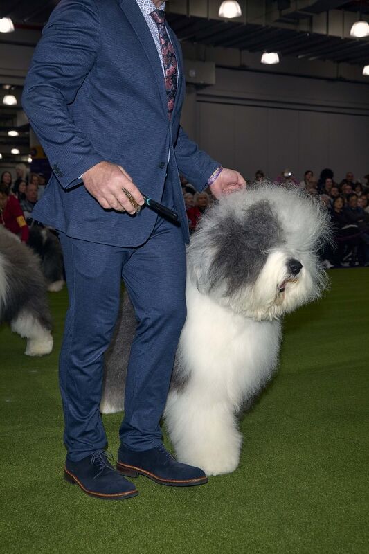 Johnston & Murphy x Westminster Kennel Club