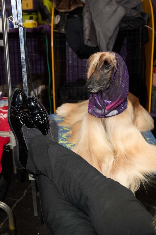 Johnston & Murphy x Westminster Kennel Club