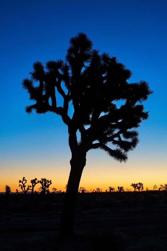 La Copine: New California Cooking from an Oasis in the Desert