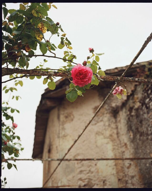 Cake From Lucie, A Cookbook by Lucie Franc de Ferriere