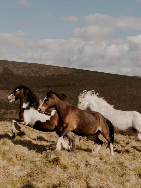 Rewilding Britain