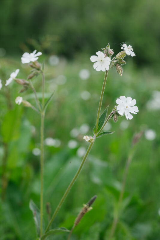 Rewilding Britain