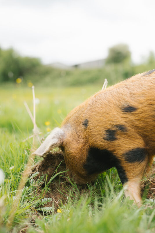 Rewilding Britain