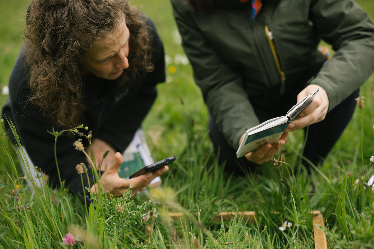 Rewilding Britain
