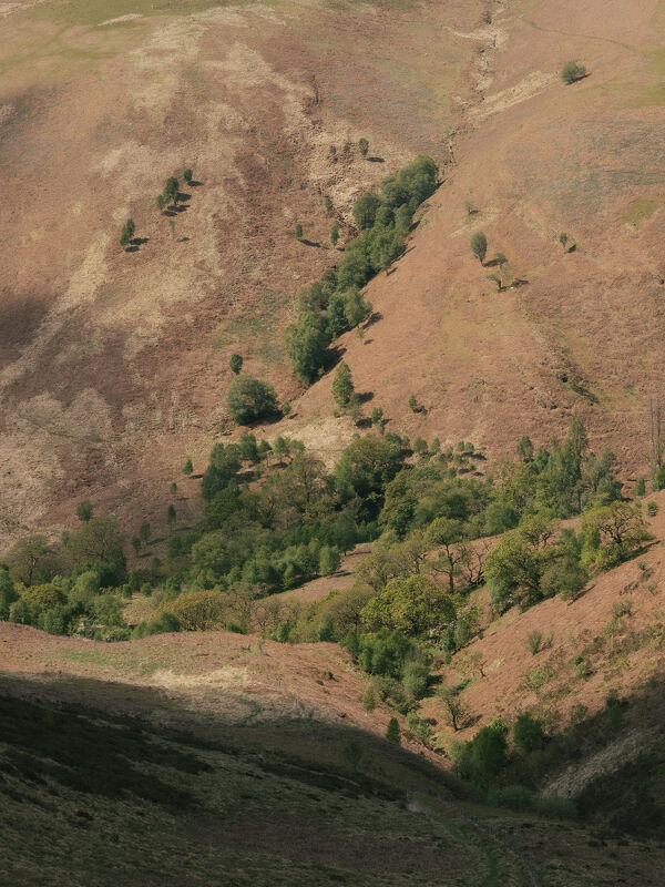 Rewilding Britain