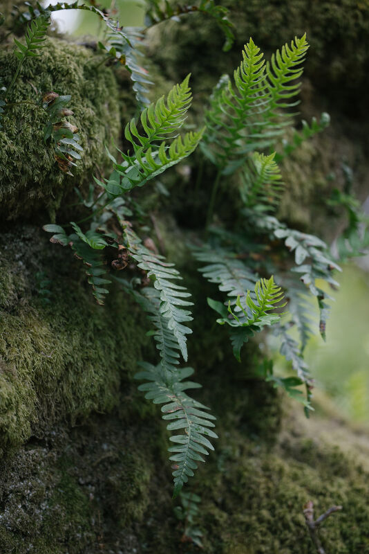 Rewilding Britain