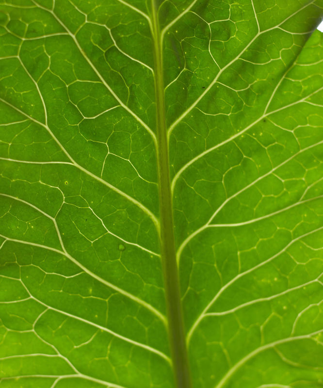 Brassicas: Cooking the world’s healthiest vegetables 